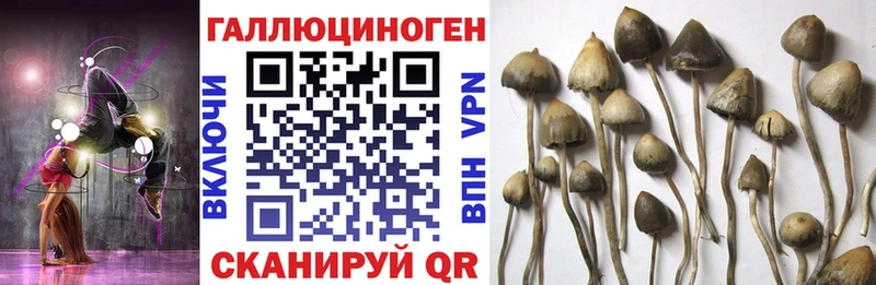 дарнет шоп  Алупка  Галлюциногенные грибы прущие грибы 